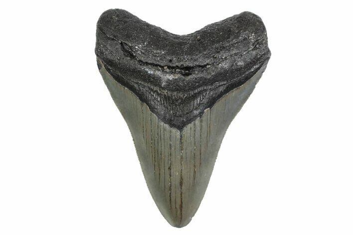 Fossil Megalodon Tooth - North Carolina #379161